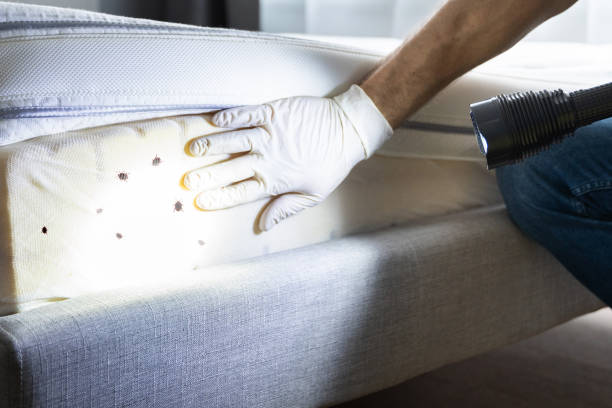 Best Wasp Removal Services  in Littlefield, TX