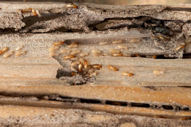 Best Commercial Pest Control Services  in Littlefield, TX